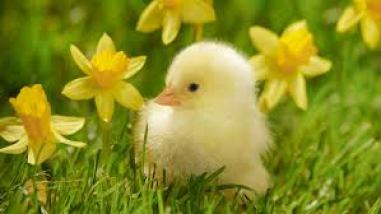 chick amoung daffodils