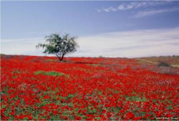 Tree in Field of Red Flowers in Israel