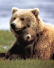 bear mama and cub - Copy - Copy