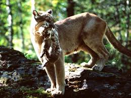 cougar with cub - Copy - Copy