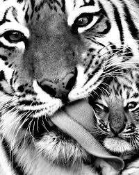 tiger with cub 2 - Copy (3)