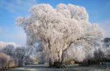 Willow Tree in winter - Copy (2)