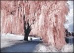 willow tree pink - Copy
